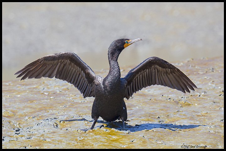 _3SB6095 double-crested cormorant.jpg